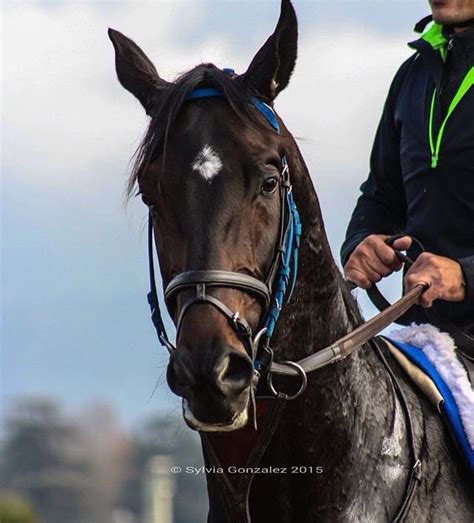 Cozmic One Racehorse Horses Horse Racing