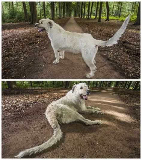 Cei mai tari câini din lume De la un Setter englez cu o limbă uriașă