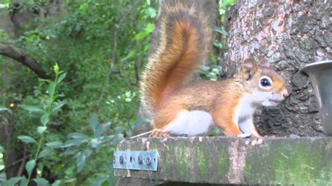 Having Fun Watching Red And Gray Squirrels And Chipmunks In My Backyard