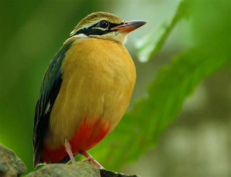 Indian Pitta: A Comprehensive Guide to This Vibrant Bird - The Worlds ...