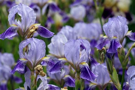 Irises Flowers Violet Blue Spring Iris Plants Nature Pikist