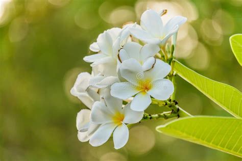 White Plumeria On The Plumeria Tree In Garden Stock Image Image Of