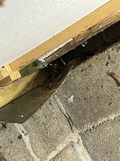 HJÄLP! Är detta hussvamp eller skadedjur?! | Byggahus.se