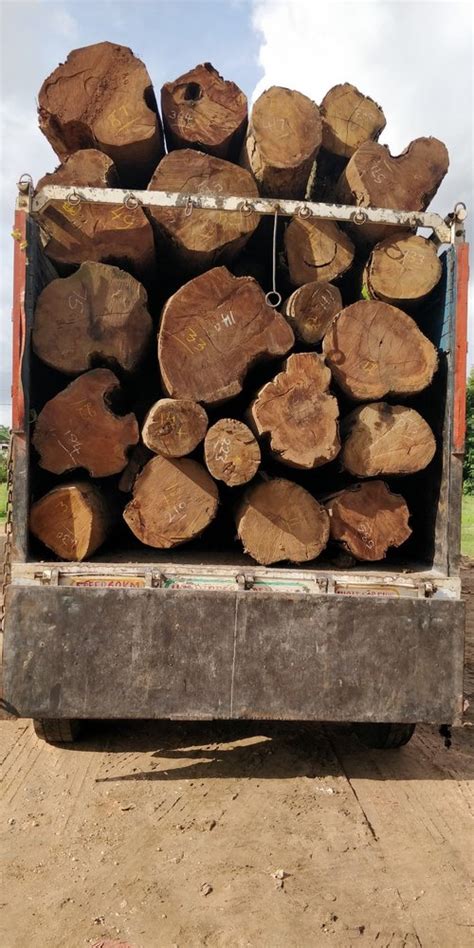 Nandi Timber Wood Logs At Rs 1000 Cubic Feet Wood Logs In Mysore ID