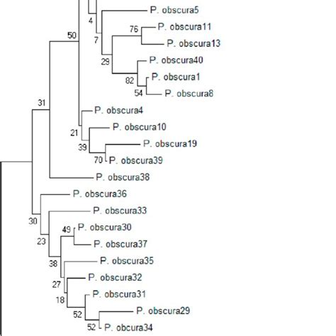 Neighbor Joining Phylogenetic Tree Showing Relationships Among The