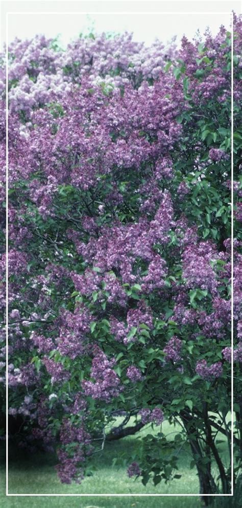 Caring for your lilac bush – Artofit