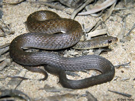 Keelback - Tropidonophis mairii