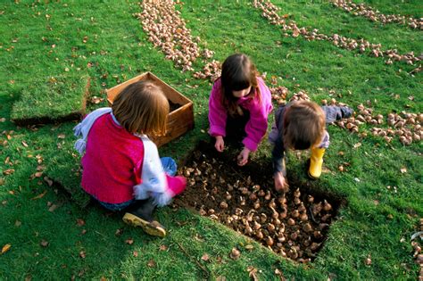 Planter Des Bulbes De Tulipes En Avril L Atelier Des Fleurs