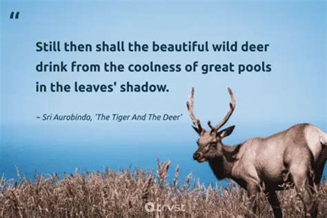 35 Deer Quotes About The Graceful Mammals With Antlers