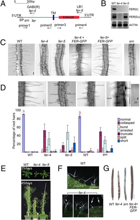 Feronia Receptor Like Kinase Regulates Rho Gtpase Signaling Of Root