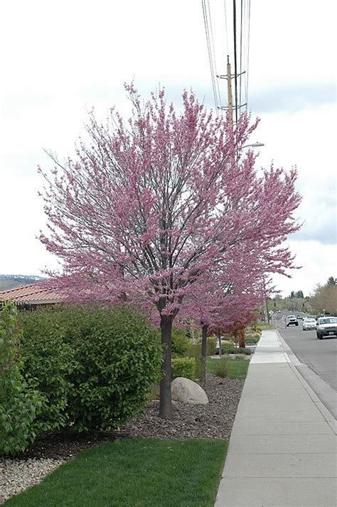 Eastern Redbud Tree In Winter