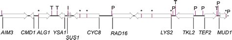 Polygenic Analysis Of Tolerance To Carbon Dioxide Inhibition Of Isoamyl