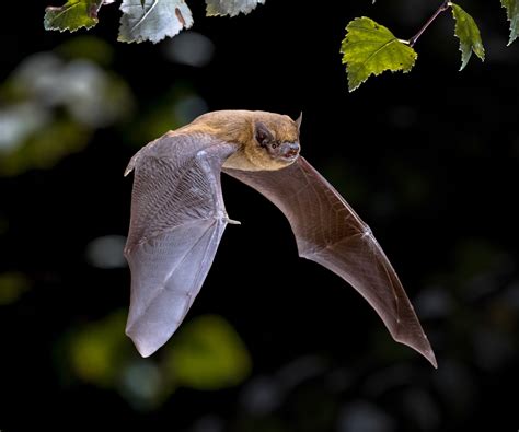 Comment Attirer Les Chauves Souris Dans Votre Jardin