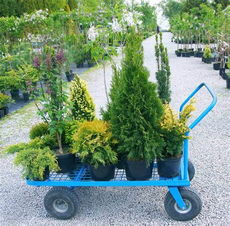 The Best Shrubs for Container Gardens – Fafard