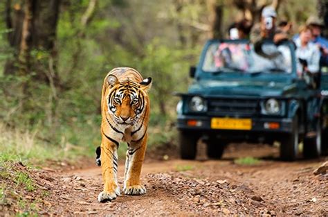 jungle safari in India, Indian jungle safari, Jungle safari tour in India