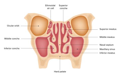 Nose Anatomy External Internal Concise Medical Knowledge