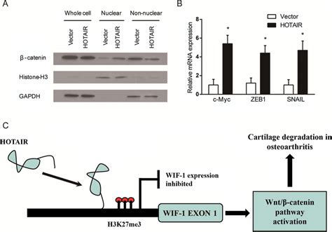 A β Catenin Protein Expression In The Whole Cell Nucleus And Cytoplasm Download Scientific