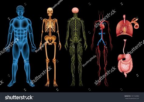 Illustration Various Human Body Systems Organs Stock Vector 141162082