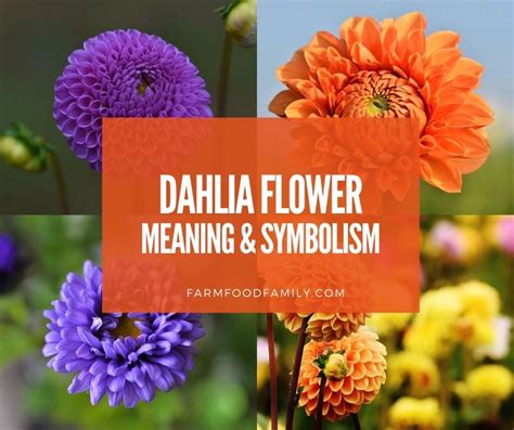 Black Dahlia Flower Tattoo Meaning | Best Flower Site