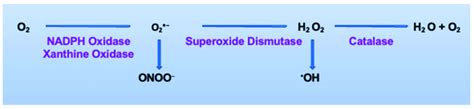 Generation Of Reactive Oxygen Species Oxygen Readily Accepts Free