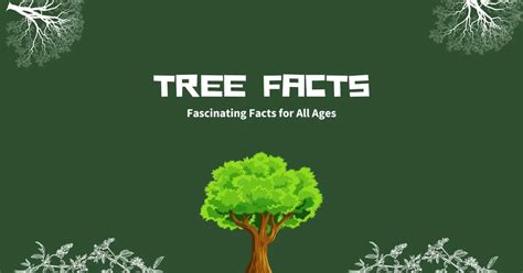 Tree Facts: Fascinating Facts for All Ages – Trash Wizard