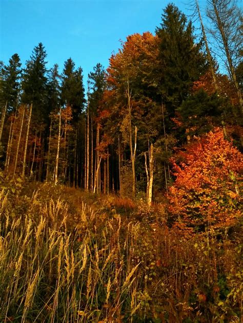 Карпати Carpathians | Natural landmarks, Country roads, Farmland