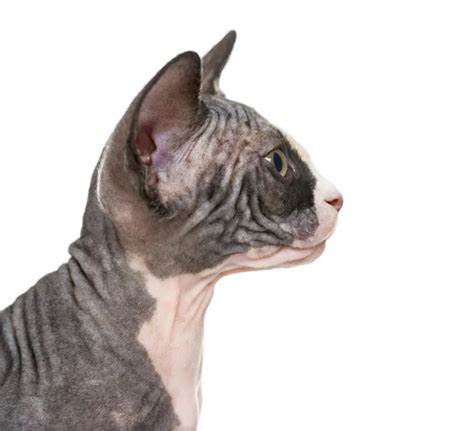 Cat side profile Stock Photos, Royalty Free Cat side profile Images ...