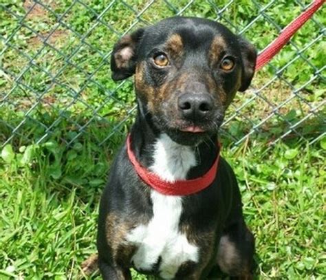 Jackson County Animal Shelter suggests Colt as new addition to family ...