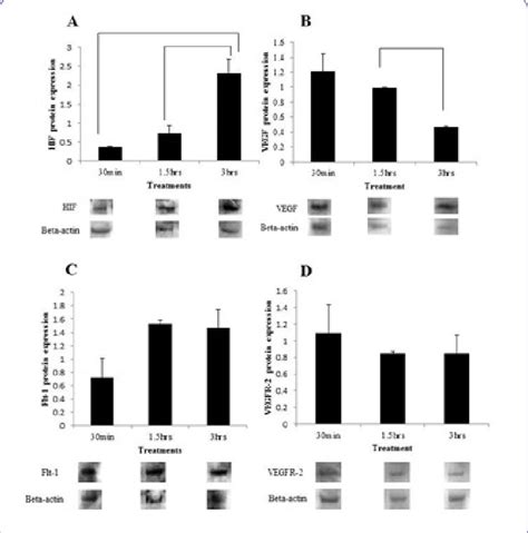 Effects of cobalt chloride CoCl2 on expression of HIF α VEGF Flt 1