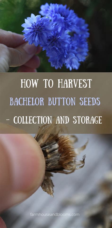 HOW TO HARVEST BACHELOR BUTTON SEEDS – COLLECTION AND STORAGE ...