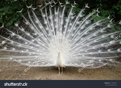 White Peacock Feathers Out Stock Photo 117204001 | Shutterstock