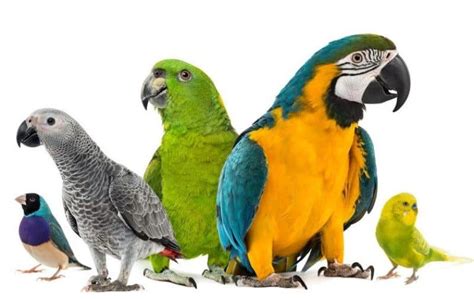 Best Parrots For Pets? From Small Parrots to Talking Parrots