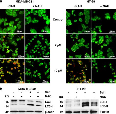 Ros Trigger Autophagy Induction In Mda Mb 231 And Ht 29 Cells A