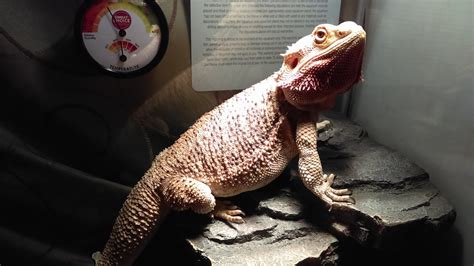 Step Bearded Dragon Care Guide Pethelpful