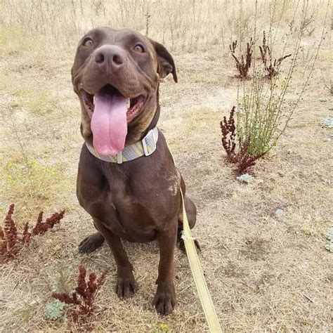 This is cocoa and adorable chocolate lab mix at ... - Rescue Ranch Inc.