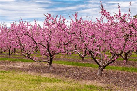 Just Peachy: Peach Orchards in Arkansas (2024) - Somewhere In Arkansas