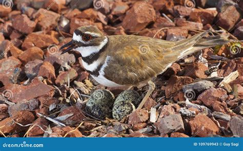 Killdeer and eggs stock image. Image of head, legs, killdeer - 109769943