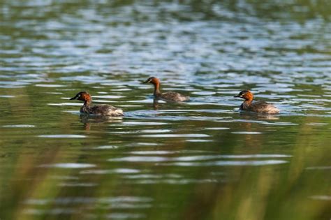 Zampullín chico los patos nadan en el estanque natural Foto Premium