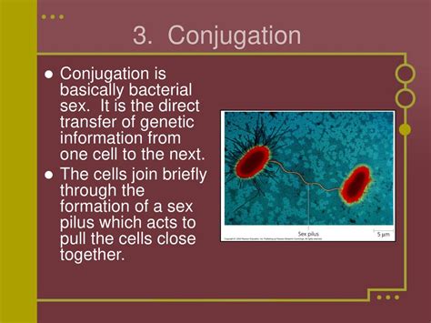 The Genetics Of Viruses And Bacteria Ppt Download