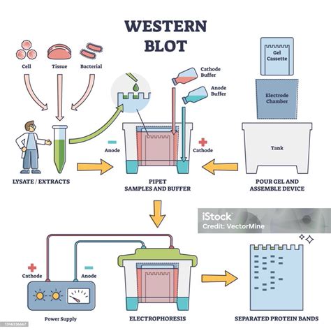 Western Blot Laboratory Method For Detecting Specific Proteins Vector