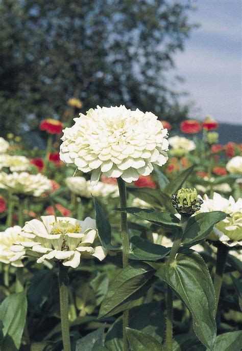 Zinnia Elegans Polar Bear White Flowers Seed Butterflies And