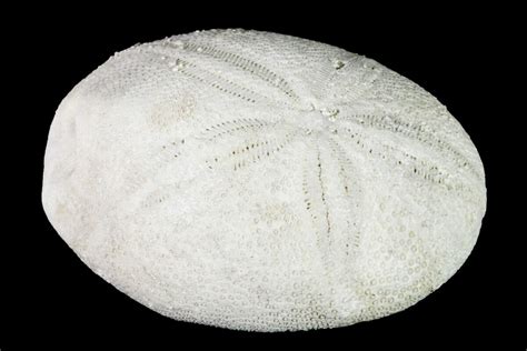 1.45" Eocene Echinoid (Eurhodia) Fossil - North Carolina (#156359) For ...