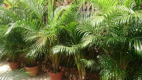 Areca Palm Care Indoors 7 Essential Tips For Dypsis Lutescens