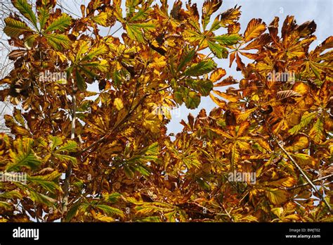 Horse chestnut tree leaves hi-res stock photography and images - Alamy