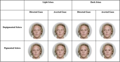 Frontiers Sclera And Iris Color Interact To Influence Gaze Perception