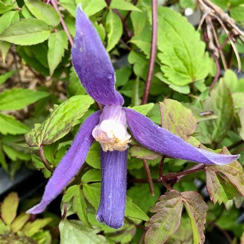 Cl Matite Des Alpes Blue Dancer Clematis Alpina Bleu Violac Et Blanc