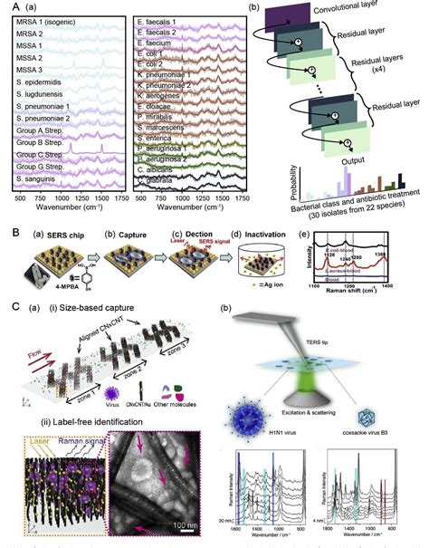 Figure 1 From Raman Biosensor And Molecular Tools For Integrated Monitoring Of Pathogens And