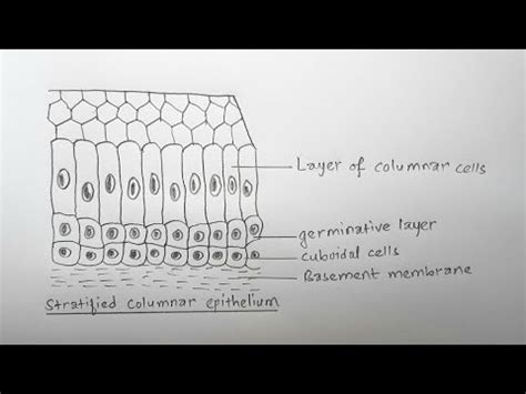 How to draw stratified columnar epithelium || easy way - YouTube