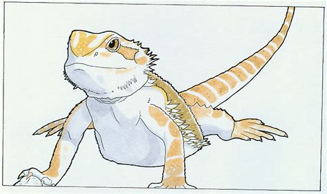 Bearded Dragon Cartoon Drawing : This Cute Bearded Dragon Belongs To ...