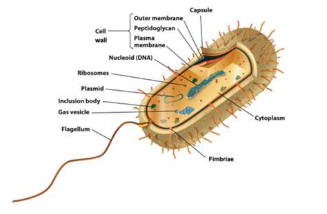 Microbiology Lecture 2 Bacterial Cell Structure Flashcards Quizlet